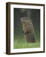 Groundhog Woodchuck, Great Smoky Mountains National Park, Tennessee, USA-Adam Jones-Framed Photographic Print