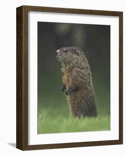 Groundhog Woodchuck, Great Smoky Mountains National Park, Tennessee, USA-Adam Jones-Framed Photographic Print