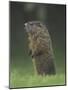 Groundhog Woodchuck, Great Smoky Mountains National Park, Tennessee, USA-Adam Jones-Mounted Photographic Print