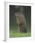 Groundhog Woodchuck, Great Smoky Mountains National Park, Tennessee, USA-Adam Jones-Framed Photographic Print