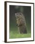 Groundhog Woodchuck, Great Smoky Mountains National Park, Tennessee, USA-Adam Jones-Framed Photographic Print