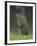 Groundhog Woodchuck, Great Smoky Mountains National Park, Tennessee, USA-Adam Jones-Framed Photographic Print