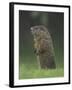 Groundhog Woodchuck, Great Smoky Mountains National Park, Tennessee, USA-Adam Jones-Framed Photographic Print