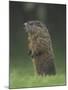 Groundhog Woodchuck, Great Smoky Mountains National Park, Tennessee, USA-Adam Jones-Mounted Photographic Print