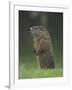 Groundhog Woodchuck, Great Smoky Mountains National Park, Tennessee, USA-Adam Jones-Framed Photographic Print