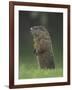Groundhog Woodchuck, Great Smoky Mountains National Park, Tennessee, USA-Adam Jones-Framed Photographic Print