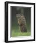 Groundhog Woodchuck, Great Smoky Mountains National Park, Tennessee, USA-Adam Jones-Framed Photographic Print