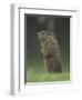 Groundhog Woodchuck, Great Smoky Mountains National Park, Tennessee, USA-Adam Jones-Framed Photographic Print