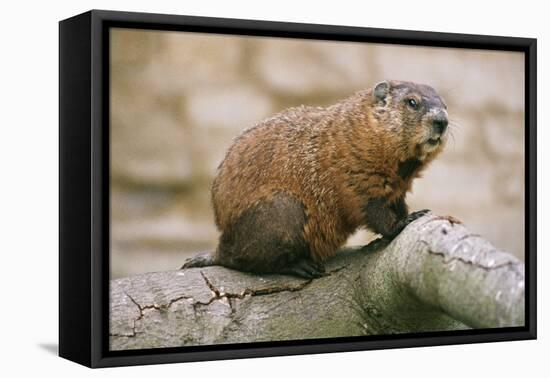 Groundhog-null-Framed Stretched Canvas