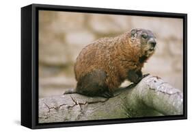 Groundhog-null-Framed Stretched Canvas