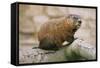 Groundhog-null-Framed Stretched Canvas