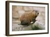 Groundhog-null-Framed Premium Photographic Print