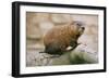 Groundhog-null-Framed Premium Photographic Print