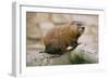 Groundhog-null-Framed Premium Photographic Print