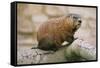 Groundhog-null-Framed Stretched Canvas