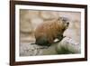 Groundhog-null-Framed Photographic Print