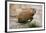 Groundhog-null-Framed Photographic Print