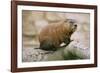 Groundhog-null-Framed Photographic Print