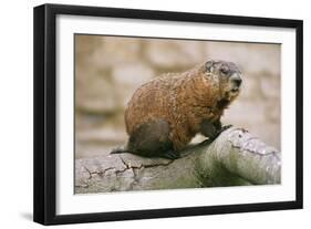 Groundhog-null-Framed Photographic Print