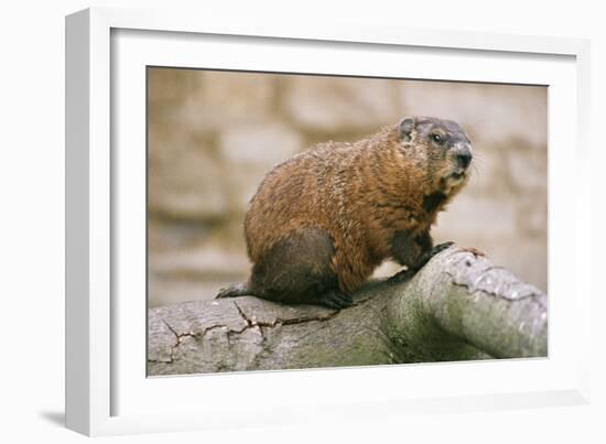 Groundhog-null-Framed Photographic Print