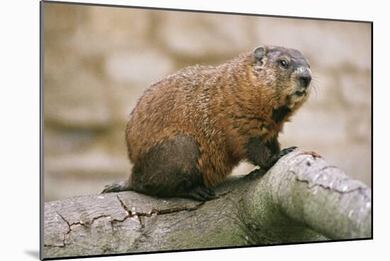 Groundhog-null-Mounted Photographic Print