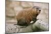Groundhog-null-Mounted Photographic Print