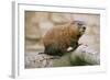 Groundhog-null-Framed Photographic Print