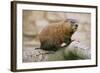 Groundhog-null-Framed Photographic Print