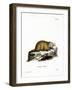 Groundhog-null-Framed Giclee Print