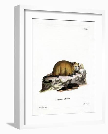 Groundhog-null-Framed Giclee Print