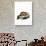 Groundhog-null-Giclee Print displayed on a wall