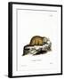 Groundhog-null-Framed Giclee Print