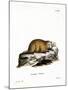 Groundhog-null-Mounted Giclee Print