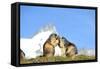 Groundhogs, Two, at the Side-Reiner Bernhardt-Framed Stretched Canvas