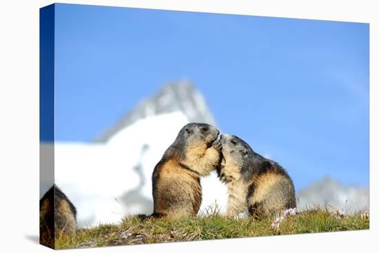 Groundhogs, Two, at the Side-Reiner Bernhardt-Stretched Canvas