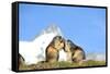 Groundhogs, Two, at the Side-Reiner Bernhardt-Framed Stretched Canvas