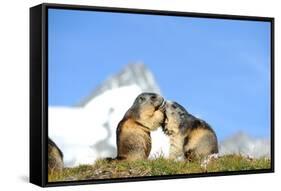 Groundhogs, Two, at the Side-Reiner Bernhardt-Framed Stretched Canvas