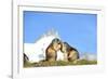 Groundhogs, Two, at the Side-Reiner Bernhardt-Framed Photographic Print