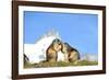 Groundhogs, Two, at the Side-Reiner Bernhardt-Framed Photographic Print