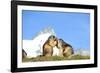 Groundhogs, Two, at the Side-Reiner Bernhardt-Framed Photographic Print