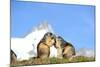 Groundhogs, Two, at the Side-Reiner Bernhardt-Mounted Photographic Print