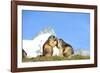 Groundhogs, Two, at the Side-Reiner Bernhardt-Framed Photographic Print