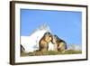 Groundhogs, Two, at the Side-Reiner Bernhardt-Framed Photographic Print