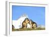 Groundhogs, Two, at the Side-Reiner Bernhardt-Framed Photographic Print