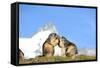 Groundhogs, Two, at the Side-Reiner Bernhardt-Framed Stretched Canvas