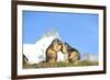 Groundhogs, Two, at the Side-Reiner Bernhardt-Framed Photographic Print