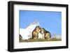 Groundhogs, Two, at the Side-Reiner Bernhardt-Framed Photographic Print