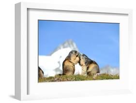 Groundhogs, Two, at the Side-Reiner Bernhardt-Framed Photographic Print