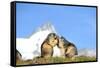 Groundhogs, Two, at the Side-Reiner Bernhardt-Framed Stretched Canvas