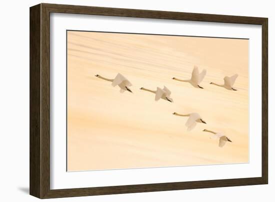 Group Dancing-Feng Qin-Framed Photographic Print